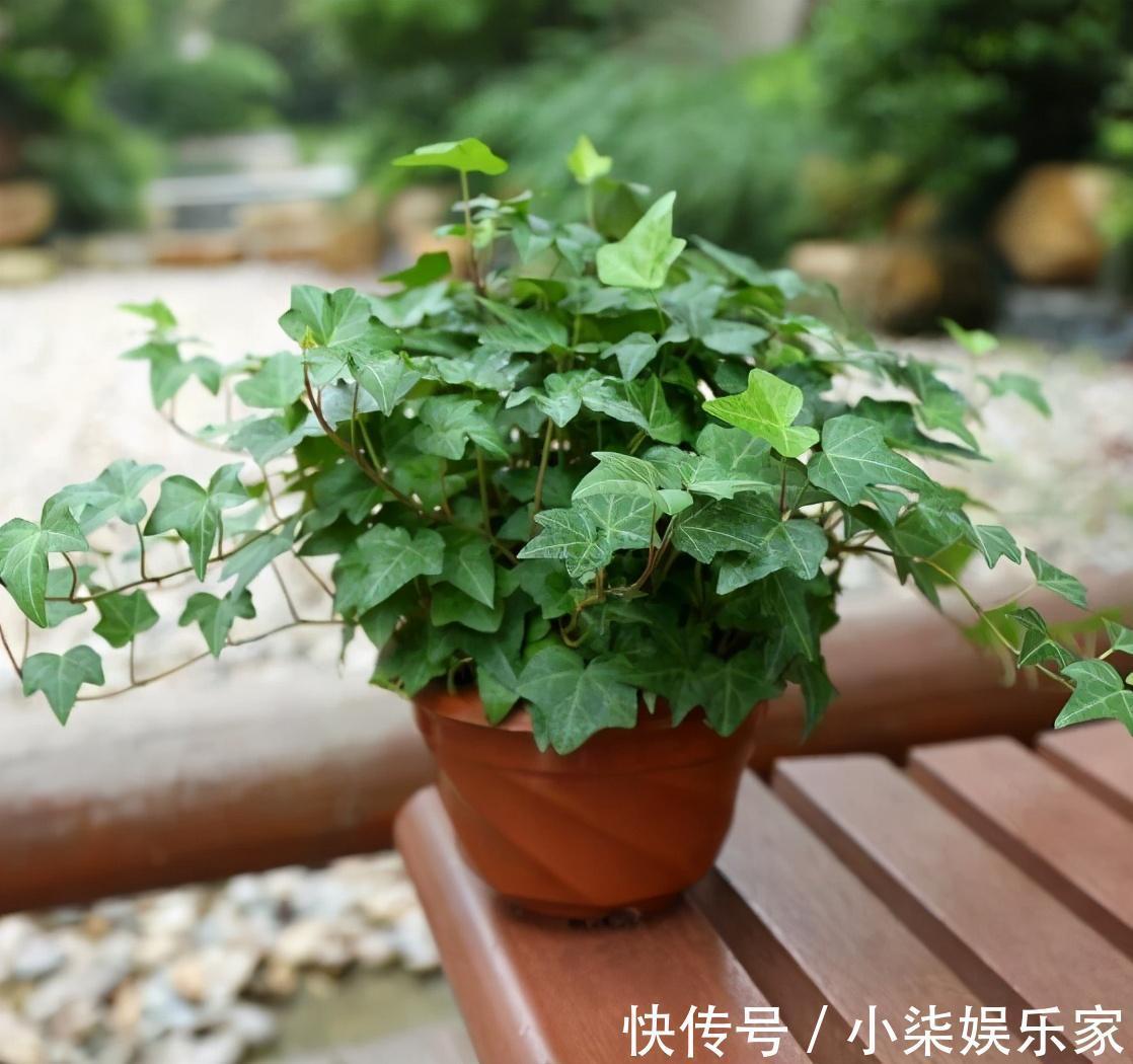 什么属相养什么“花”,一看就明白,看看你养对了吗