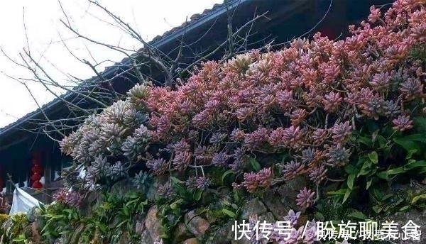 冬美人|养多肉,别花大价钱买贵的,6种能养成花墙的大普货才是真香