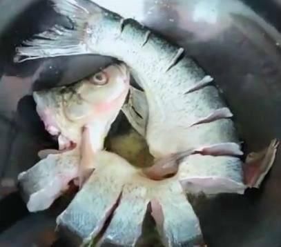 酸酸爽爽白条鱼汤,简简单单享受生活!