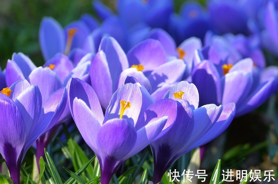 此花优雅娇柔,散发着芳香,观赏价值极高,代表着快乐和等待你