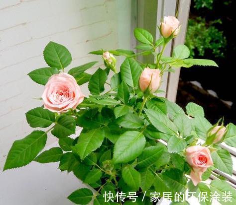 施肥|怎么做可以使月季花花开不断，悠悠花香