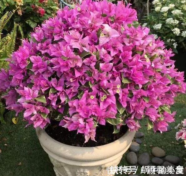 花卉|懂行的人冬天坚决不买三种花,冬天都不会买,白给也不要