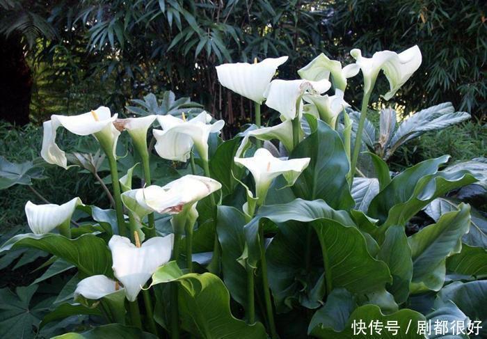 温度|马蹄莲开花神似马蹄,将温度、光照这几点做好,开花有精神