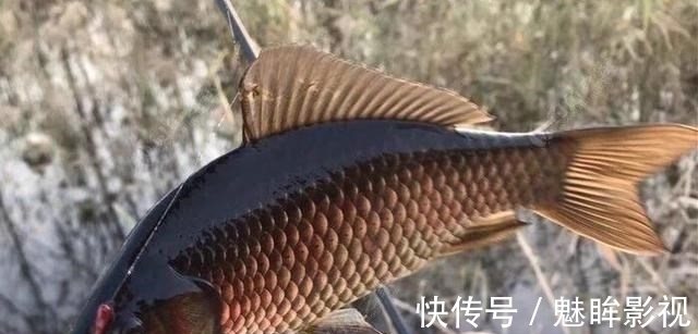 鲫鱼|都知道钓鲫鱼要找水草,但很多人忽略了第二步,难怪不上鱼!