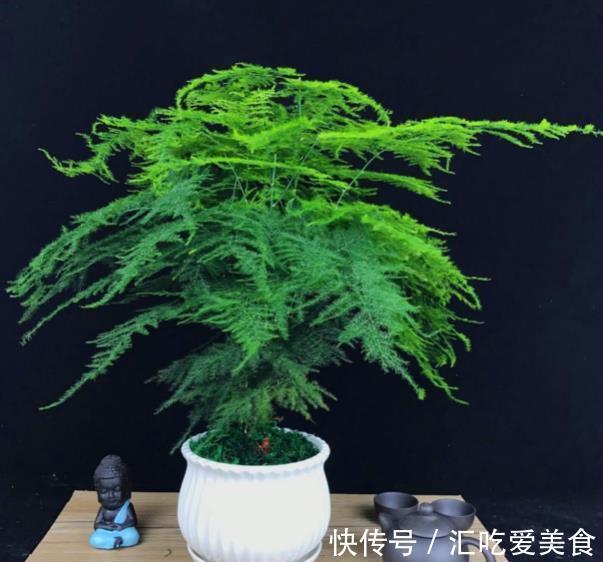 家里养了4种花,长不好就“剃个头”,剪秃了猛长出一茬新叶