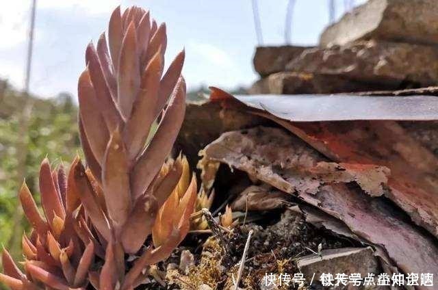 房神|几十年的老瓦房,房顶都爱长“多肉”,看见别拔了,很难得!