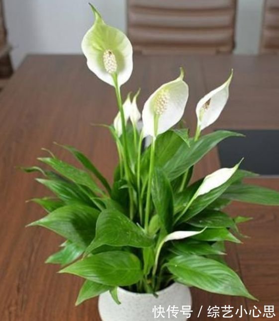 春天就养此款植物，好养易打理，清新脱俗，懒人最爱