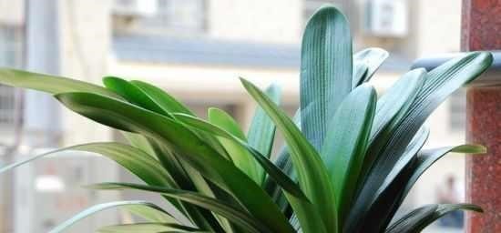 花匠严肃的说, 给君子兰这样洗个澡, 花苞蹭蹭长, 1年开花好几次！