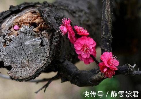 能人|农村俗话：“宅子现四喜，家中出能人”，指的是啥呢？看完明白了