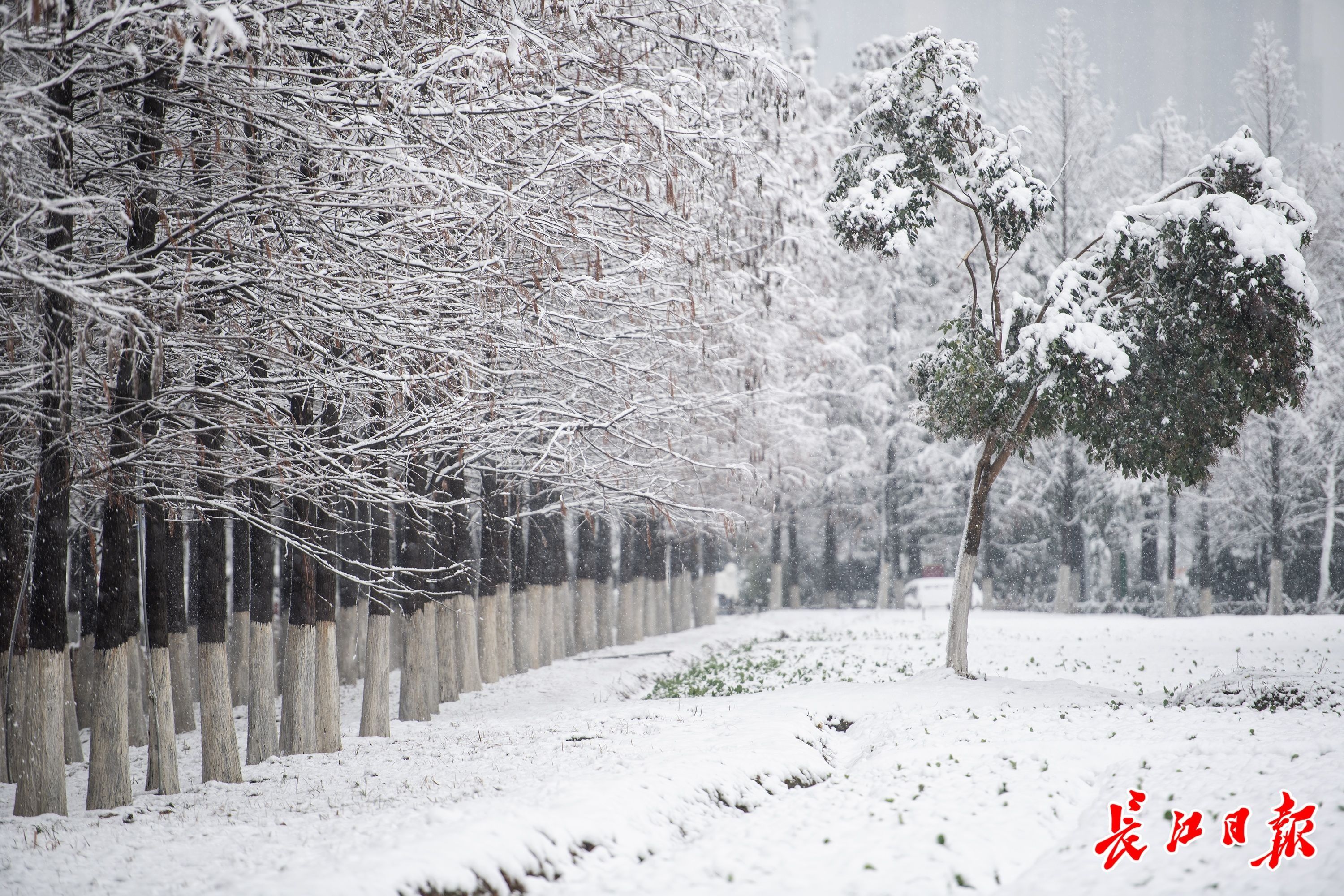 虎年|他们已堆起雪人，你玩雪了吗？