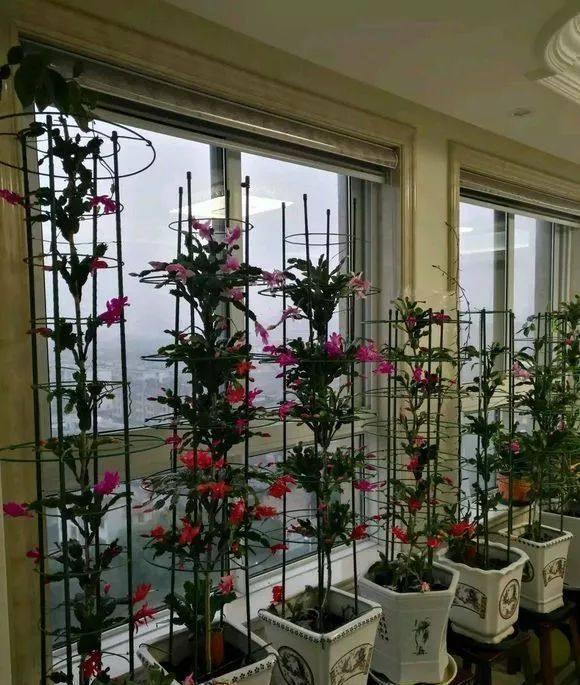 冷天,蟹爪兰有5怕,避开才能长满“钢片叶”,一年比一年开花多