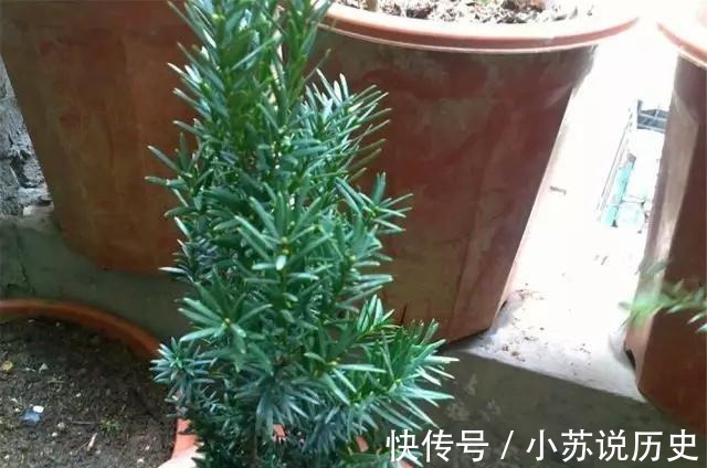 没事在家扦插4种“盆景贵树”,取截枝条插土里,生根快、价值高