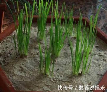 韭菜|最适合在家种的三种蔬菜,一盆长满一大片,够全家吃一冬!