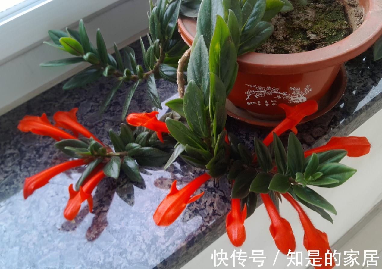 浇水|适合新手小白养的“吊兰花”，盆栽注意6点，花艳叶绿，长得好