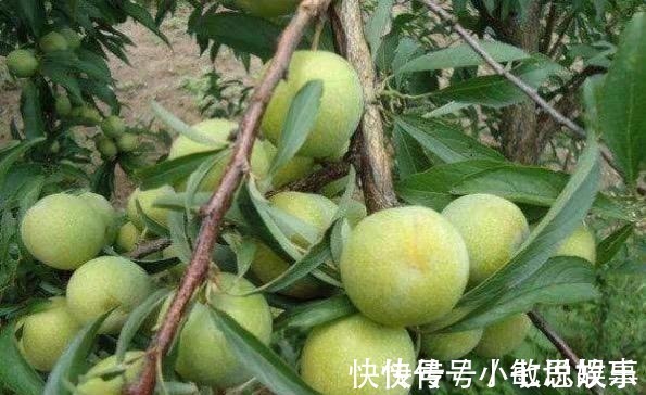 大王|这几种农作物才是抗癌大王,可惜很多人还不知道!