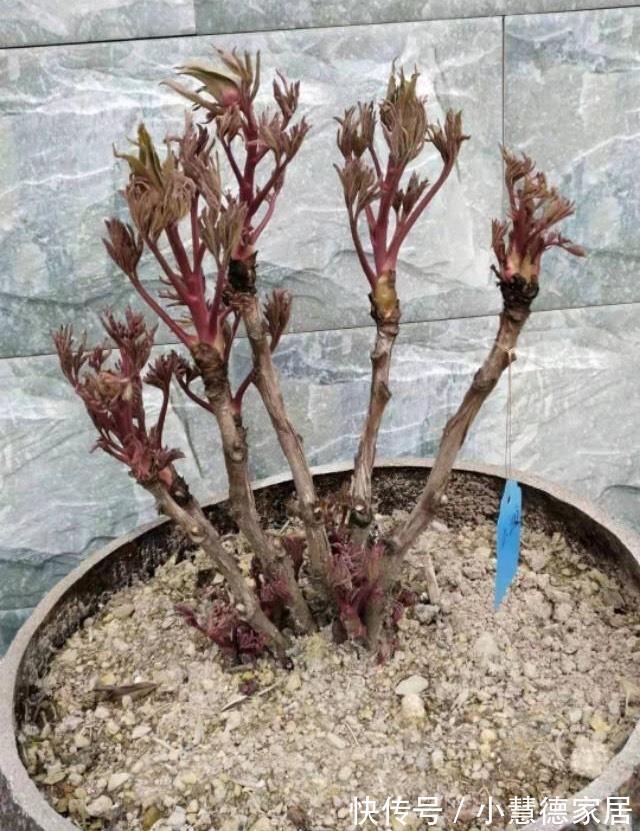 养分|4种“再生花”,九月“翻盆”开花多,花盆里还有“惊喜”很多