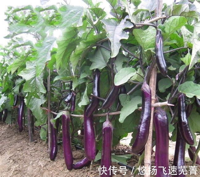 饭店很少洗的五种蔬菜,在饭店待过的厨师,大多数都知道!