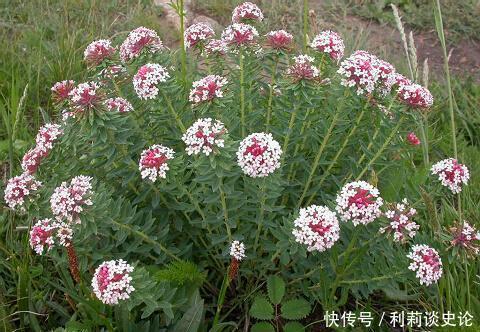 此款“头疼花”，开花量大，价值珍贵，长多了令人发愁！