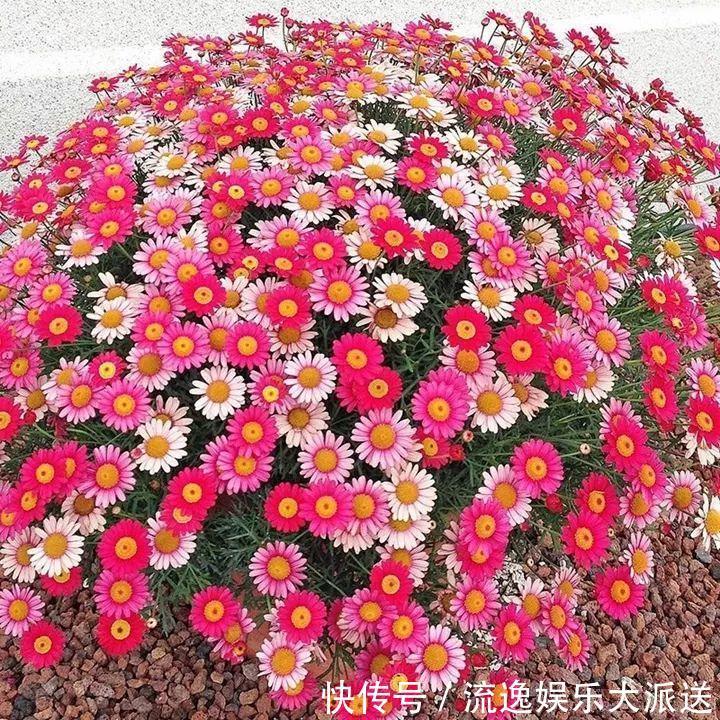 香草类|立夏后养花,别偷懒做好这3件事,长的快不生虫!