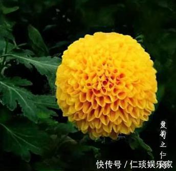 喜欢菊花,那就养盆”菊中珍品“艳球王,似起舞金凤,绚丽典雅