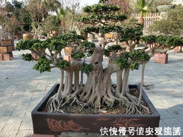 粗法|榕树盆景怎么养到根冒枝壮造型美,盆景大咖常用的3种方法