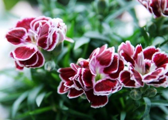 新手一养花就死试试这“3种”,几块钱养一盆,放角落也能爆花