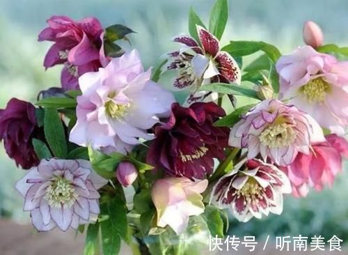养花就养4种花,好养易活花量大,家里变花海,邻居都羡慕!