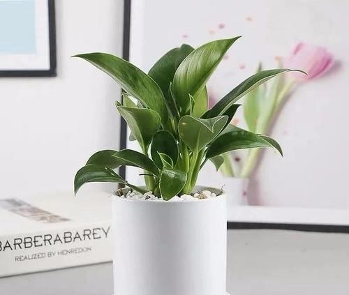 三种“吸毒花”，个个都是吉祥花，家里养一盆，呵护全家健康