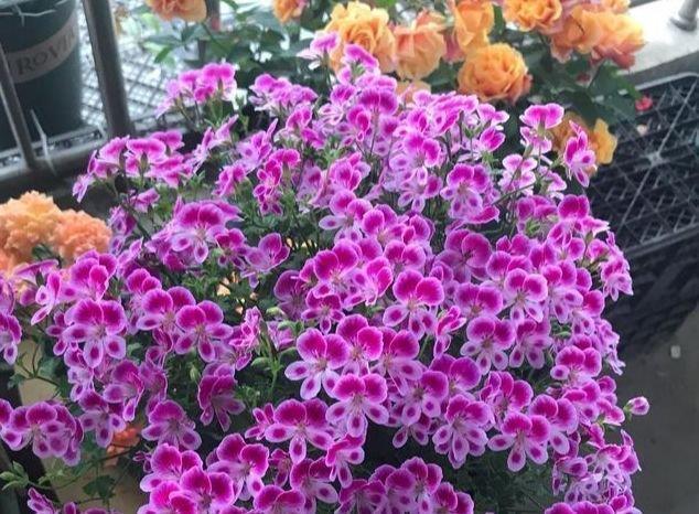 芹菜花|开花最香的4种花，家里养一盆，开花多、长得快，花团锦簇