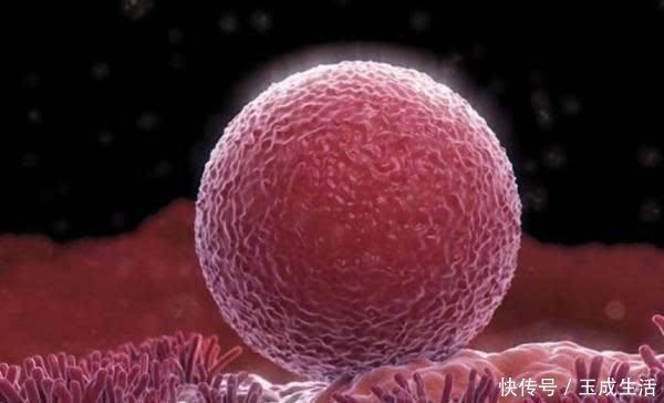 备孕|备孕要提前“三个月”,真的有科学依据吗4个问题关系胎儿健康