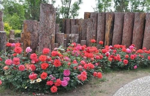 家庭地栽月季,立春前后这么打理,开花越来越多,个大色艳