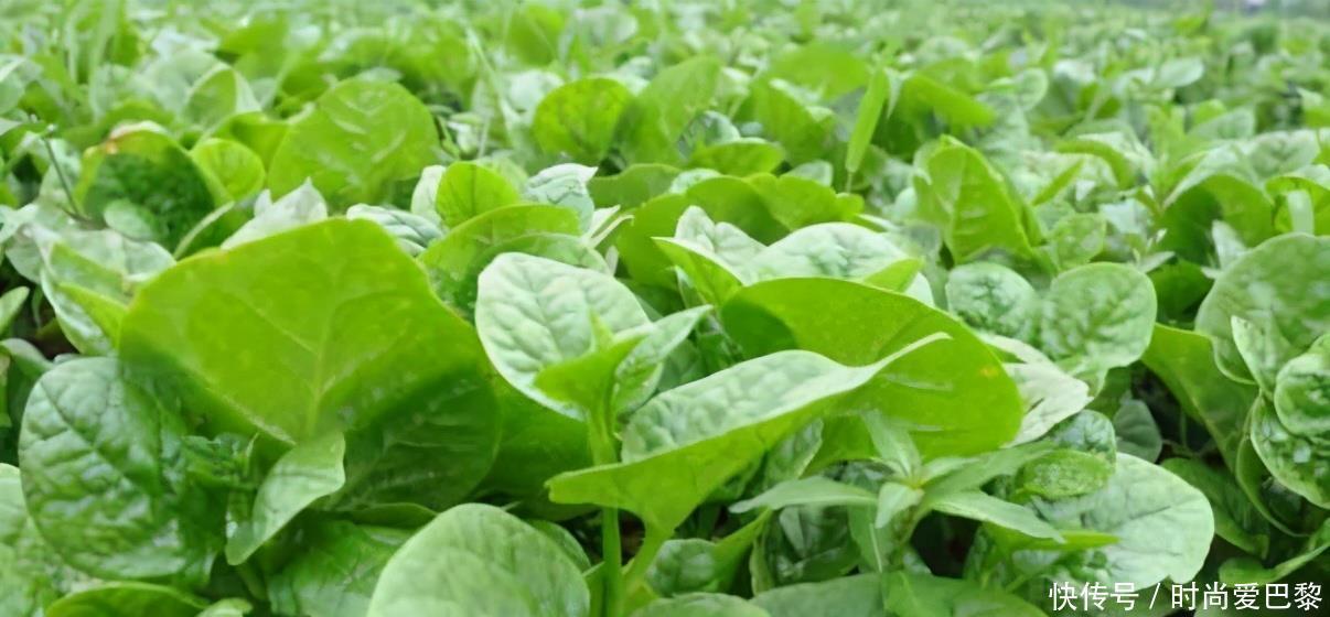 肺部|想长寿得会吃,常吃以下3种食物,降压健脾,活血清热,早吃早好