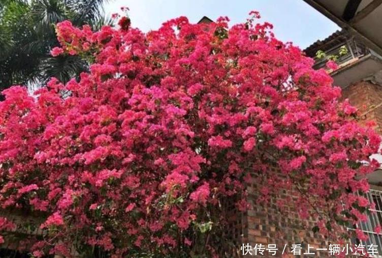 居家就养此款花卉,花大色艳胜玫瑰,芳香四溢,养在家中香飘满屋