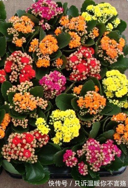 养不好长寿花，这里有室内最全的长寿花养护技巧，欢迎点进来学习