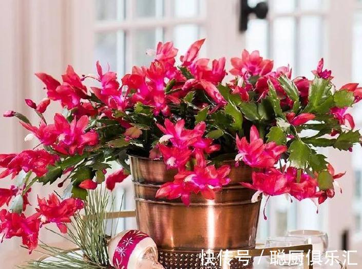 这样给蟹爪兰浇水，蟹爪兰不但没死，还年年花开几百朵