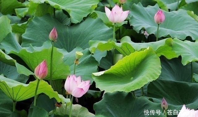 一朵红莲|才女上联“一朵红莲三尺水”,书生巧对下联让才女害羞