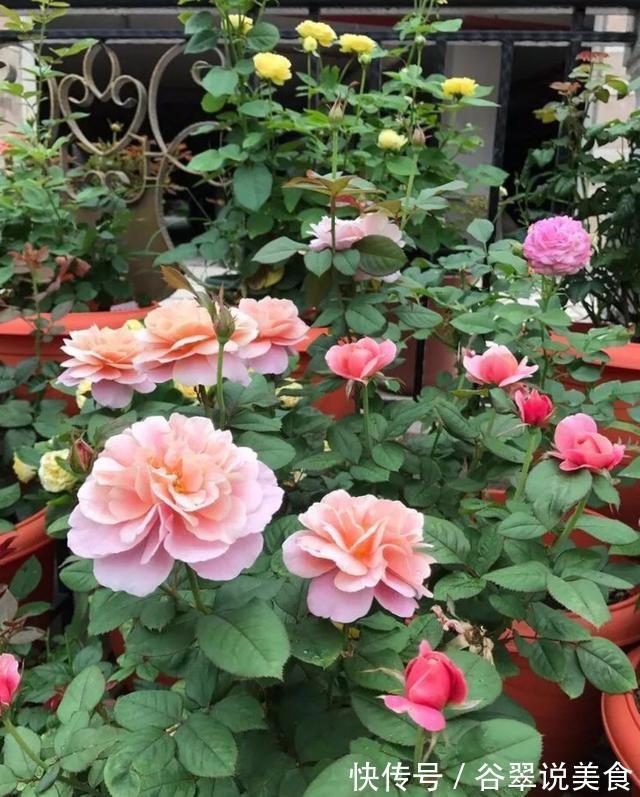 盆栽月季黄叶4个“方法”解决,片片叶子绿,花儿开爆盆长势旺