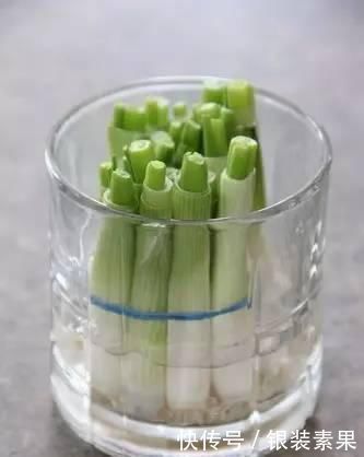 龟背竹|一个芋头芽,埋在花盆里,10天长成大盆景,比龟背竹还漂亮