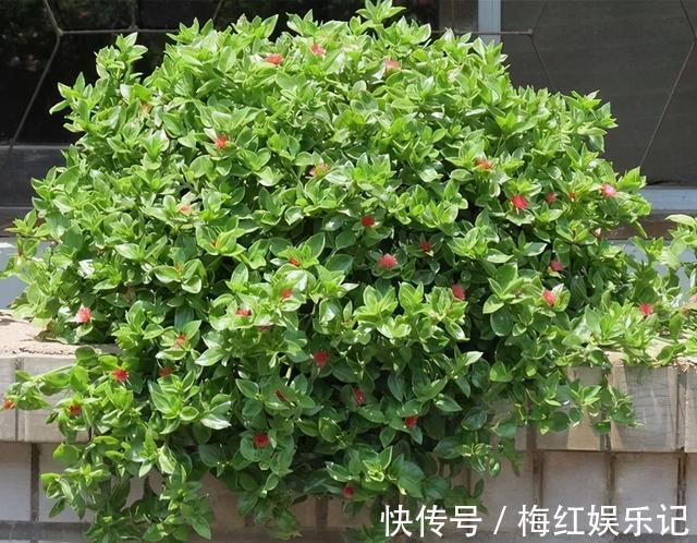 碰碰香|能“养人”的四种花,好养不怕热,可凉拌可泡茶,还能驱蚊子