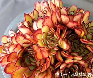 漂亮|新手养多肉选它,冬天不容易掉状态,照样上色美美哒!