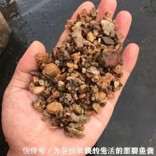 养花|营养土还在买?3种东西混一混,变成万能花土,养啥旺啥!