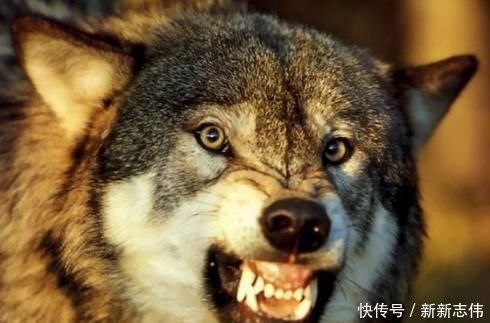 狼群|在野外遇到狼群时,为什么带盐者可以活下来看完总算明白了