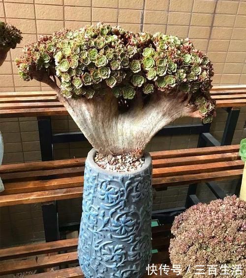 一日三餐|养肉的最高境界，多肉都缀化了，长成了小树桩，像极了孔雀开屏