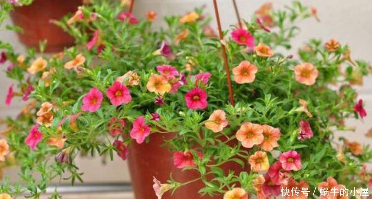 4种花被称为开花机器,一开就是大半年,花香阵阵,花朵大