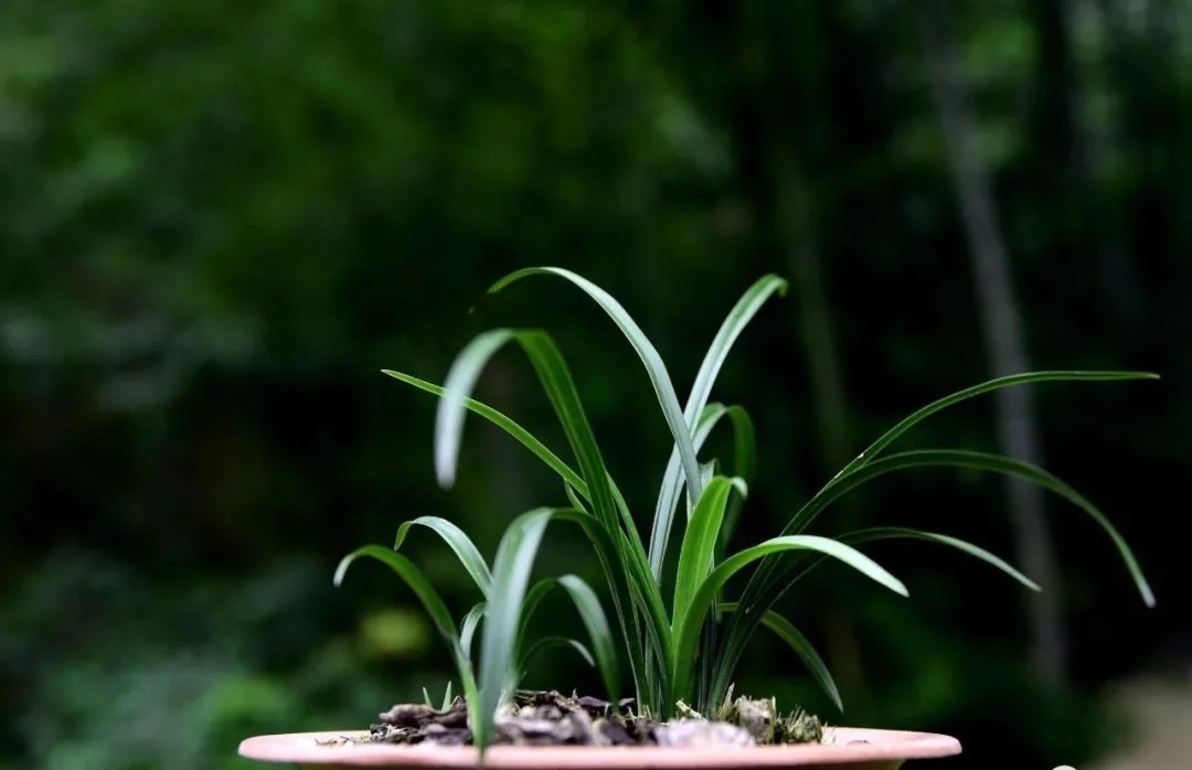 兰友|夏天养兰花,究竟能不能淋雨?兰友:最怕这样淋