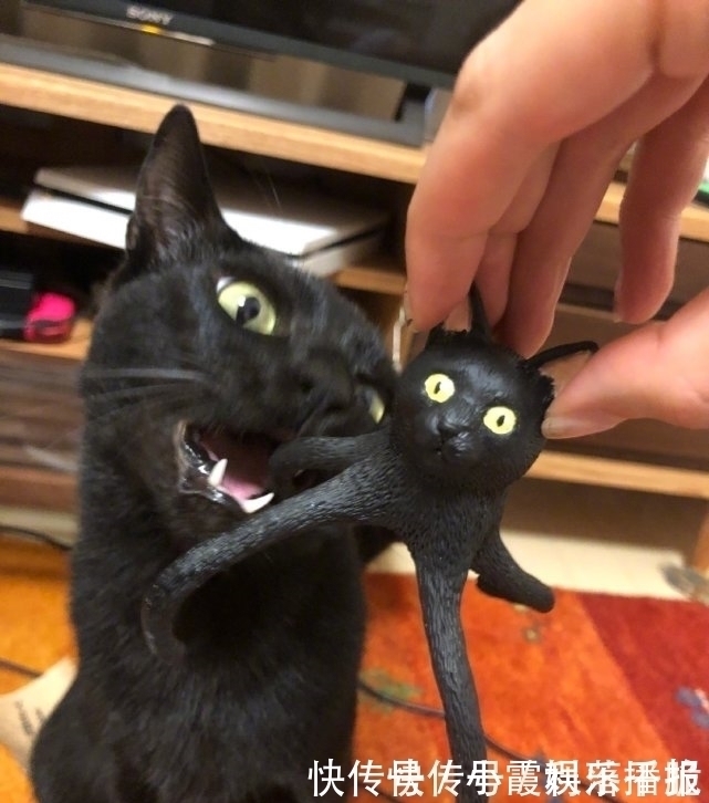 黑猫章鱼|黑猫手办好似八爪鱼，网友建议将图5进一步手办化