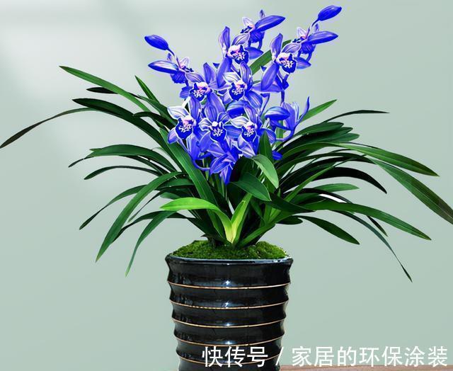 养花试试这款,花色、花香堪称完美,任何地方摆一盆皆美不胜收