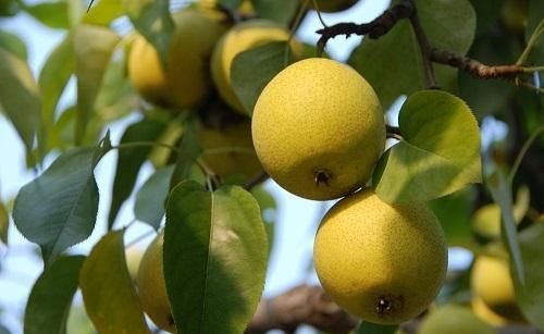 夏天要多吃以下3种水果，尤其最后1种，能赶走湿气，早知早好！