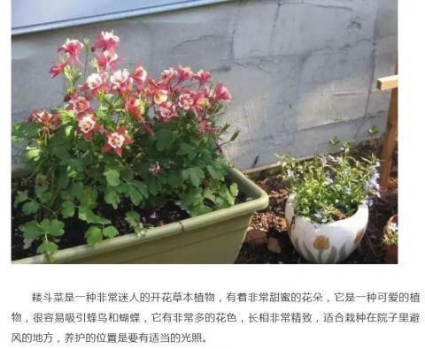 这些花朵精致的植物适合在秋季栽培，春天能开出灿烂的花朵！