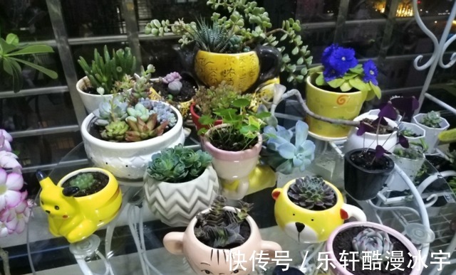 多肉“换盆”有什么困难，该怎么解决看“这”保准不出错